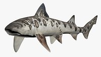 Leopard Shark