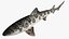 Leopard Shark 3D model