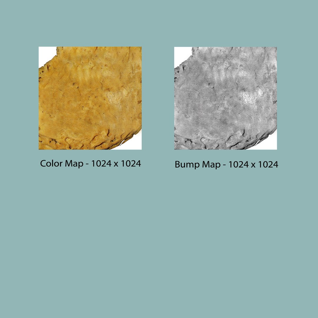 spongia sponges tools 3d obj https://p.turbosquid.com/ts-thumb/NF/KLWudq/0JeRj0ct/b0453spongia_textlayout/jpg/1475748138/1920x1080/fit_q87/9e06cbbc5dcb401acd7d1f08700644c06f32d0b4/b0453spongia_textlayout.jpg
