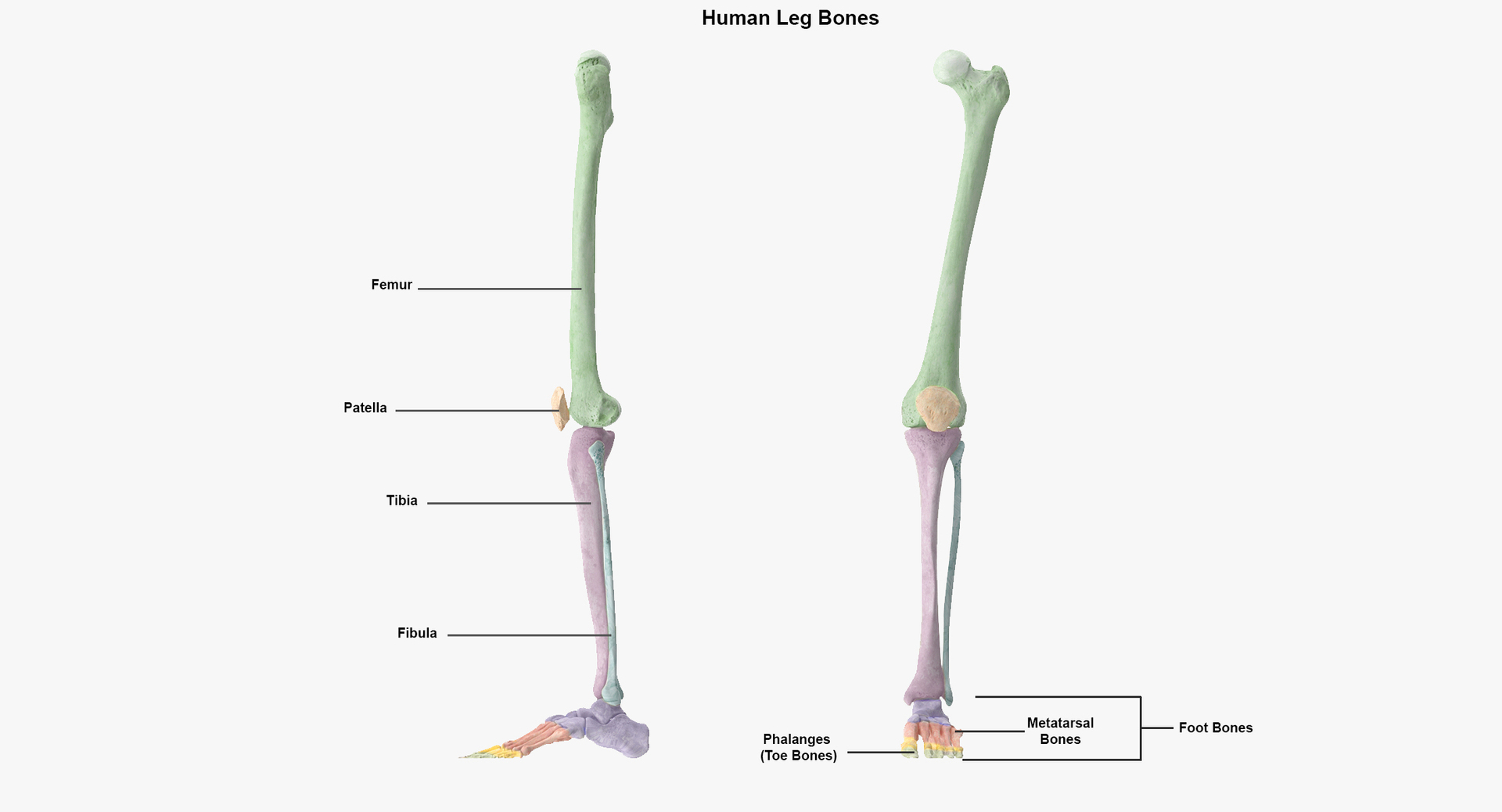 Echte menschliche weibliche Skeletthaltung 45(1) 3D-Modell - TurboSquid