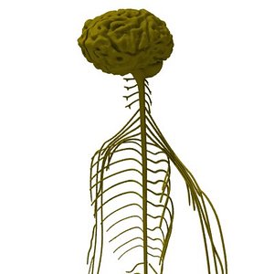 nervous system