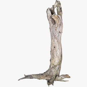 Dead old tree of the real world 3d scan 3D