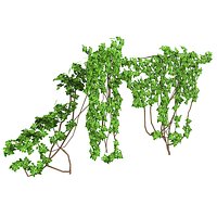 Ivy Vine 1