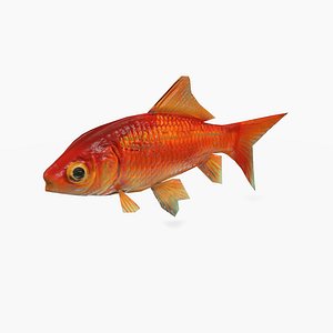 Gold Fish