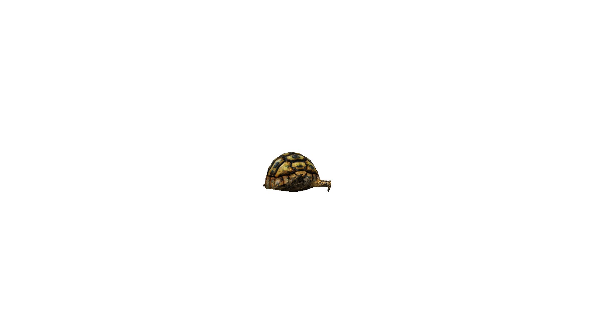turtle animation 3D model https://p.turbosquid.com/ts-thumb/NF/WIhdfG/v5drBh3v/turtle0006/png/1550755221/1920x1080/fit_q87/f44736e23713d1abe8f03e236a5538c869bfbb6a/turtle0006.jpg