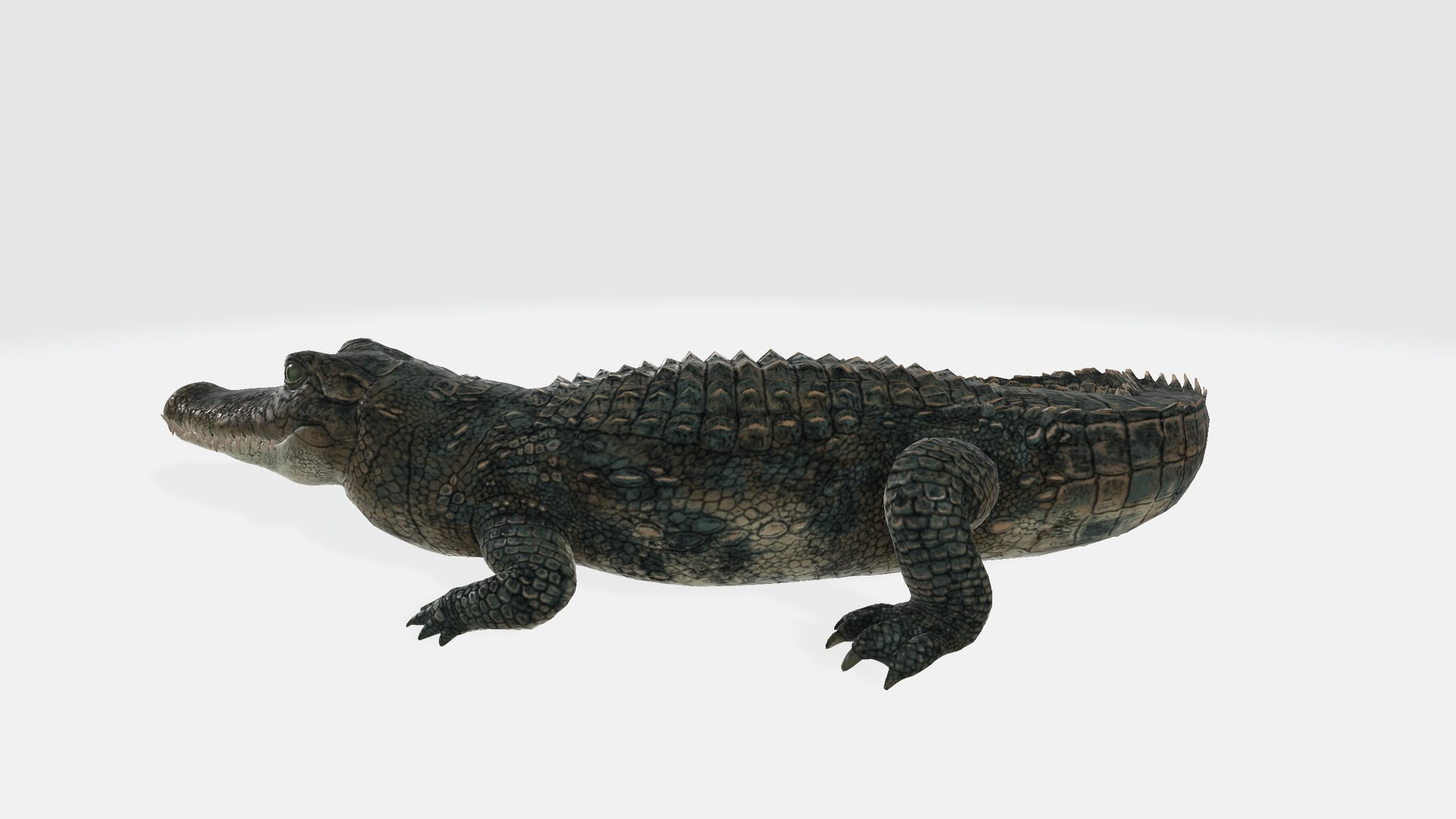 3D Alligator https://p.turbosquid.com/ts-thumb/NF/iRf1AM/10/alligator001/png/1730554168/1920x1080/fit_q87/eb8724190ea5faa5655af1538218500e11007778/alligator001.jpg
