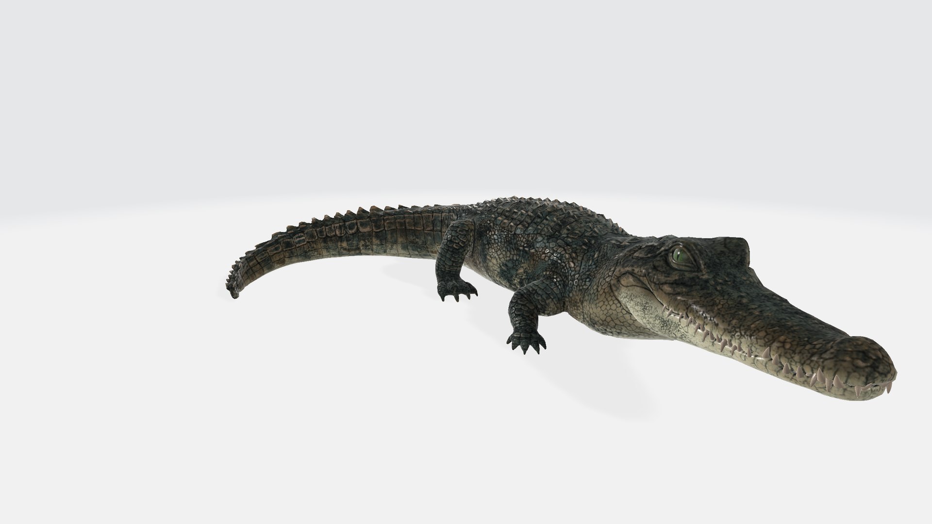 3D Alligator https://p.turbosquid.com/ts-thumb/NF/iRf1AM/5g/alligator00/png/1730554167/1920x1080/fit_q87/d1b032a353d3fc9db7153c8e6cfd33e77b545a78/alligator00.jpg