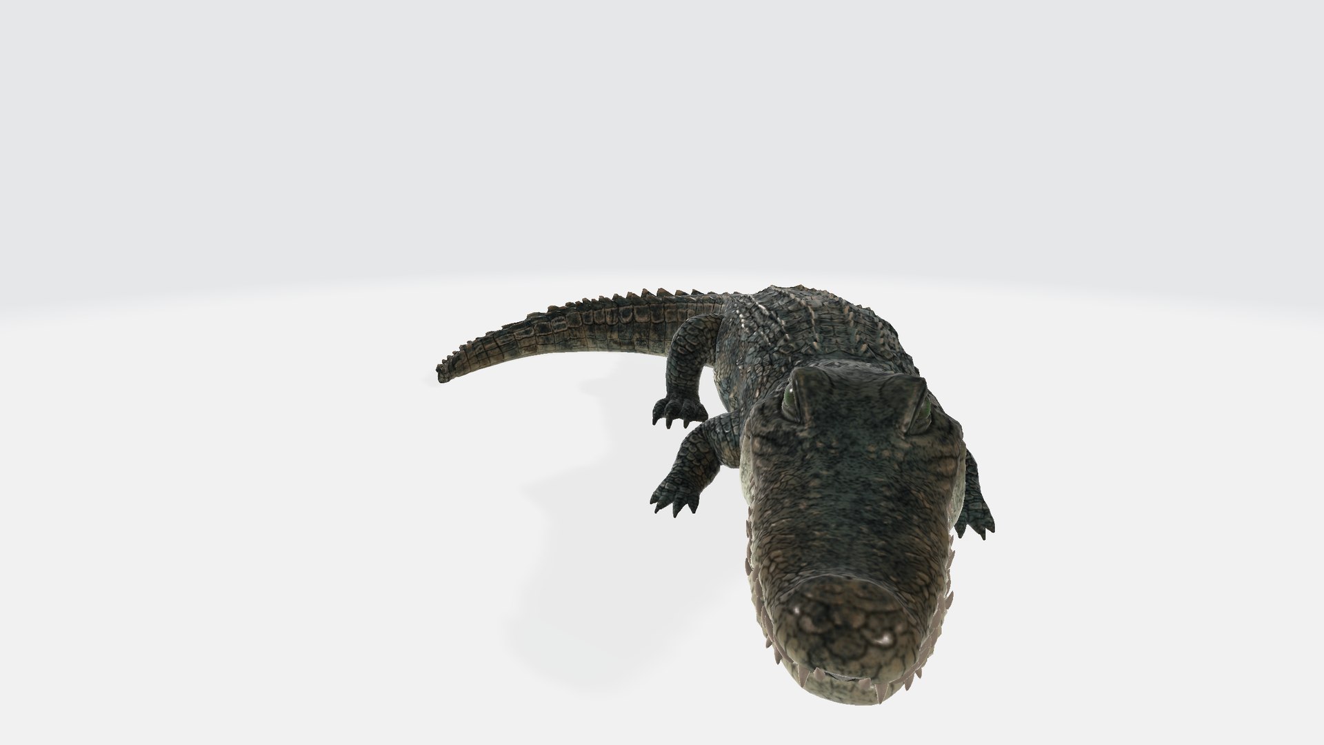 3D Alligator https://p.turbosquid.com/ts-thumb/NF/iRf1AM/PU/alligator00123/png/1730554172/1920x1080/fit_q87/ad1c18f106af08f953f0718eda9914ccc3fc63c0/alligator00123.jpg