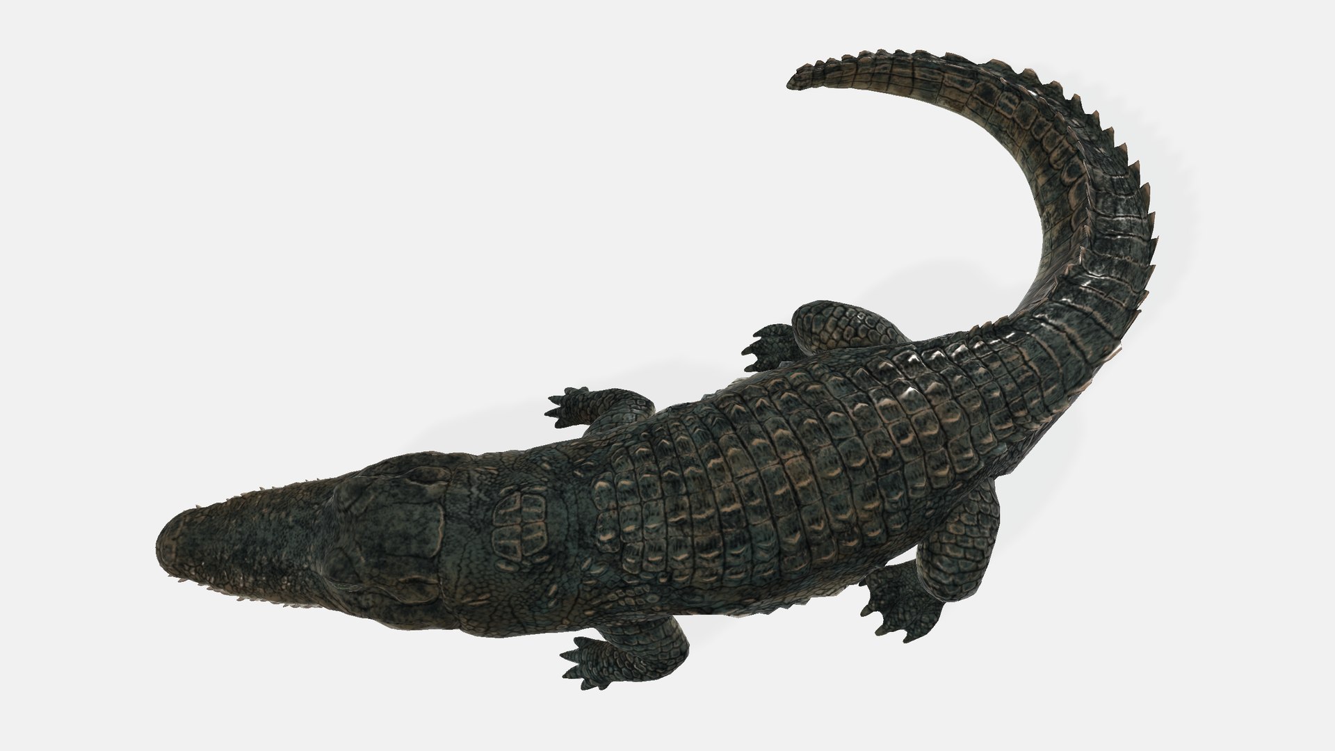 3D Alligator https://p.turbosquid.com/ts-thumb/NF/iRf1AM/Qy/alligator0012345/png/1730554177/1920x1080/fit_q87/b22f905b88af4119d7617f7cd31baa3fe216ad3b/alligator0012345.jpg