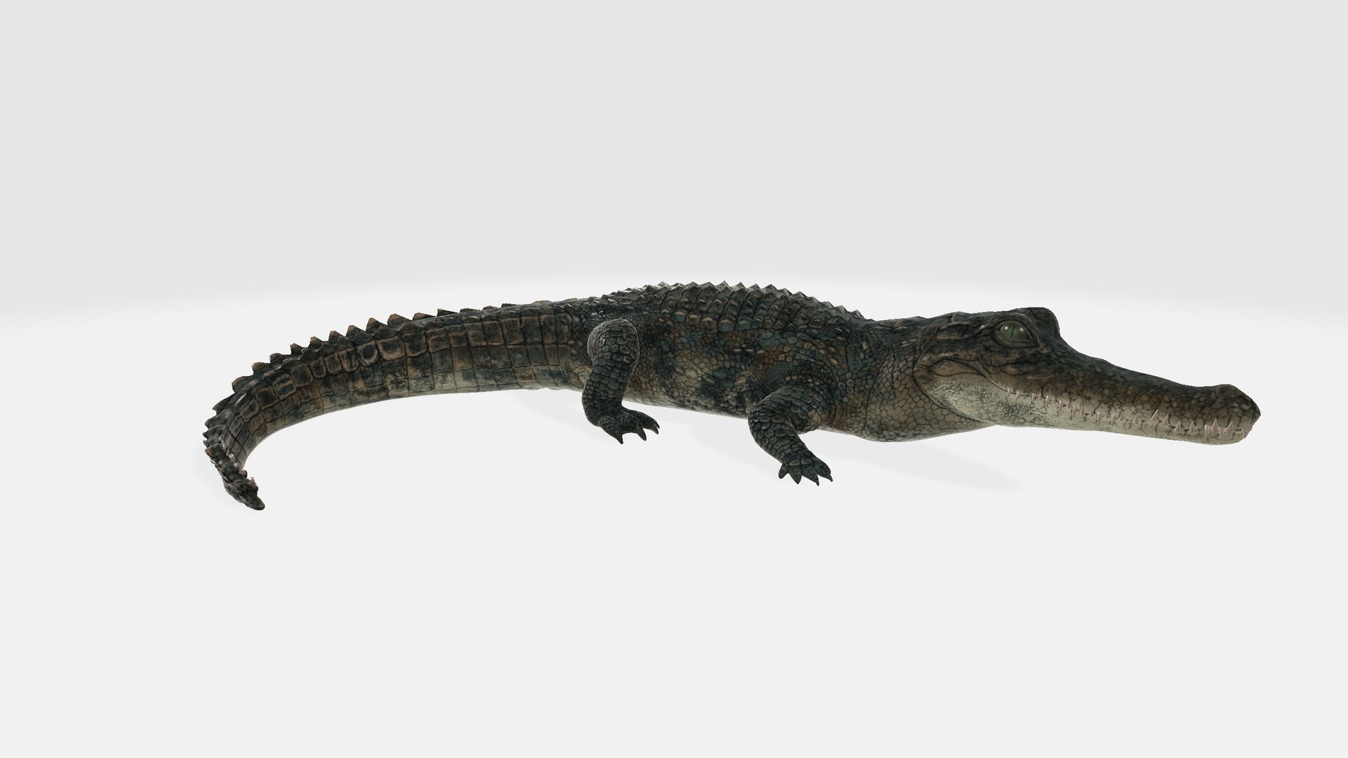 3D Alligator https://p.turbosquid.com/ts-thumb/NF/iRf1AM/ar/alligator0012/png/1730554170/1920x1080/fit_q87/287293693a8aab5e0e38220dd3b4b9ece053873c/alligator0012.jpg