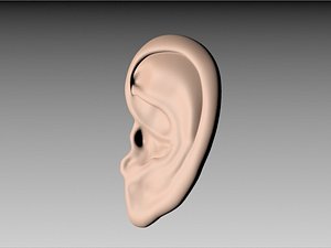 Ear