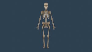 Esqueleto humano  Human skeleton 3D model