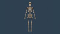 Rigged Human Skeleton