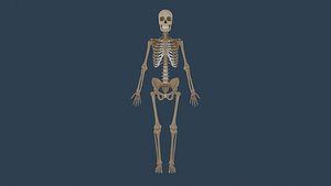 Rigged Human Skeleton