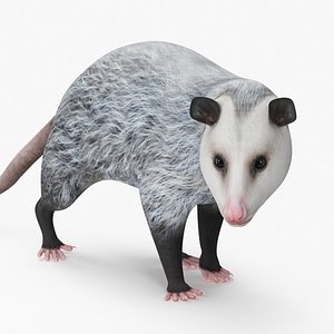 Opossum Rigged for Cinema 4D 3D model