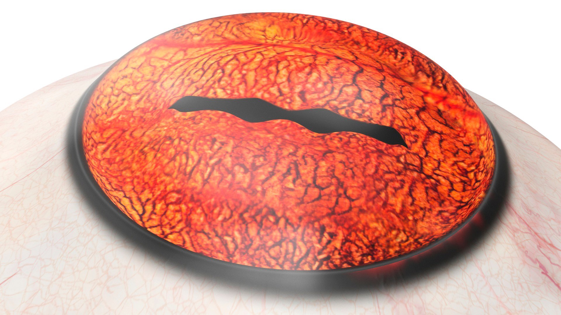 3D Realistic Animal Eyes Collection 5 model https://p.turbosquid.com/ts-thumb/NG/P8XU06/6o/realistic_animal_eyes_collection_5_020/jpg/1714119321/1920x1080/fit_q87/ce92ef479a0b5f3e795d3177e97b9f5942b3c546/realistic_animal_eyes_collection_5_020.jpg