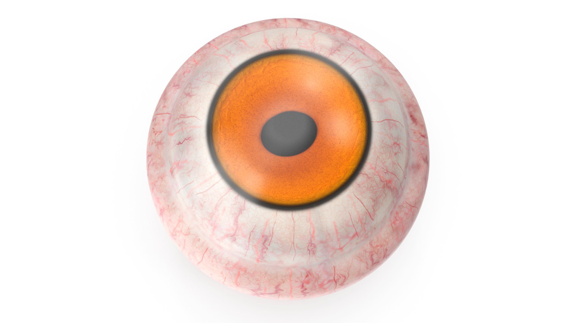3D Realistic Animal Eyes Collection 5 model https://p.turbosquid.com/ts-thumb/NG/P8XU06/Yw/realistic_animal_eyes_collection_5_010/jpg/1714119315/1920x1080/fit_q87/b30e4cc6173446621cc96fe92da783631e7fdd6d/realistic_animal_eyes_collection_5_010.jpg