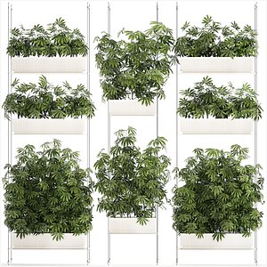 3D model Garden plantation Bushes Hemp Marijuana Cannabis 1428