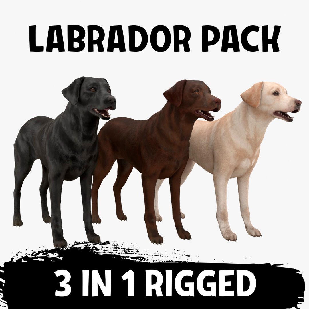3D Labrador Dogs PACK 3 In 1 - RIGGED Model - TurboSquid 2518944