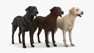 3D Labrador Dogs PACK 3 in 1 - RIGGED model