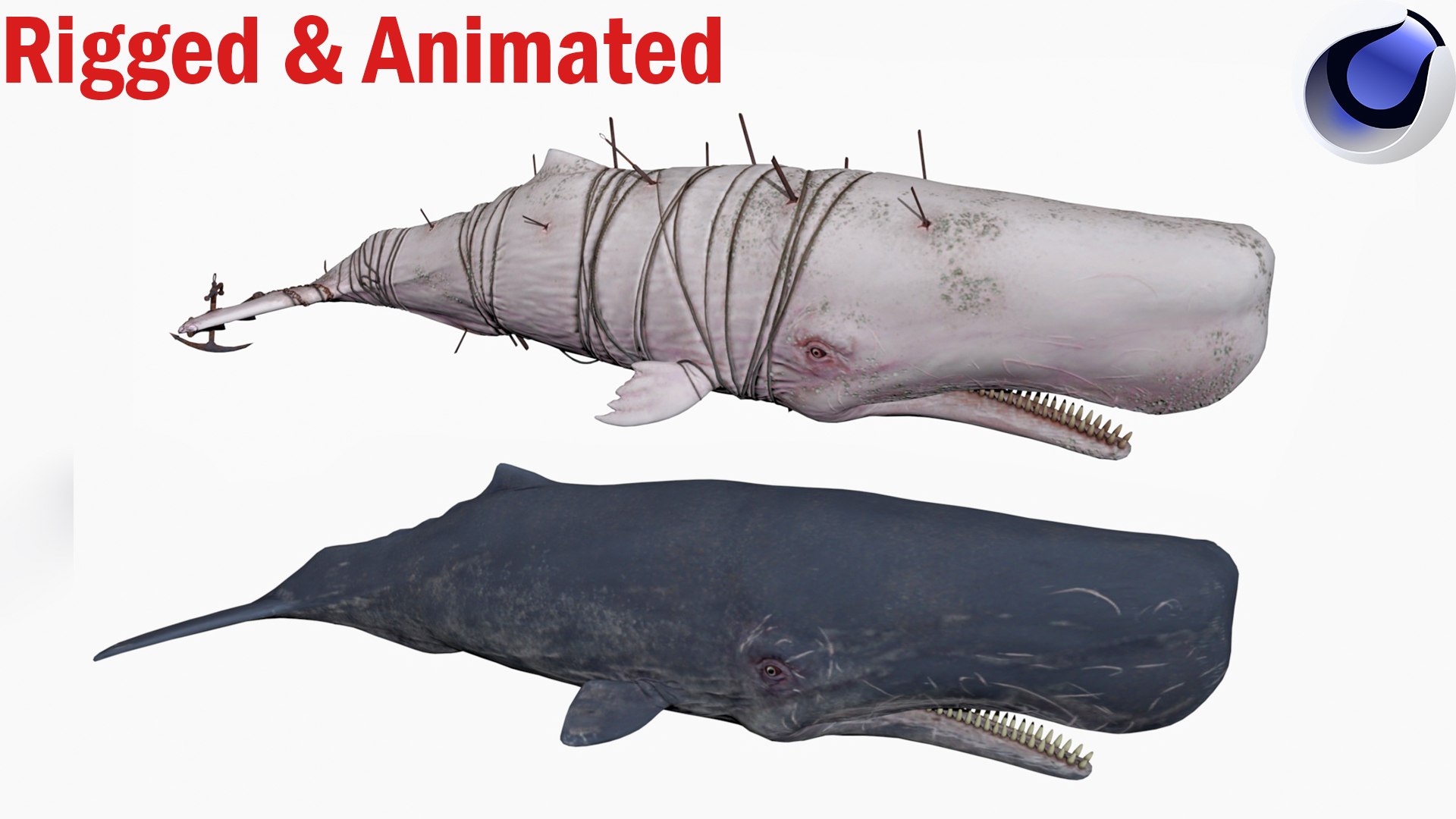 2in1 Sperm Whale Rigged And Animated 3D Model - TurboSquid 2335755