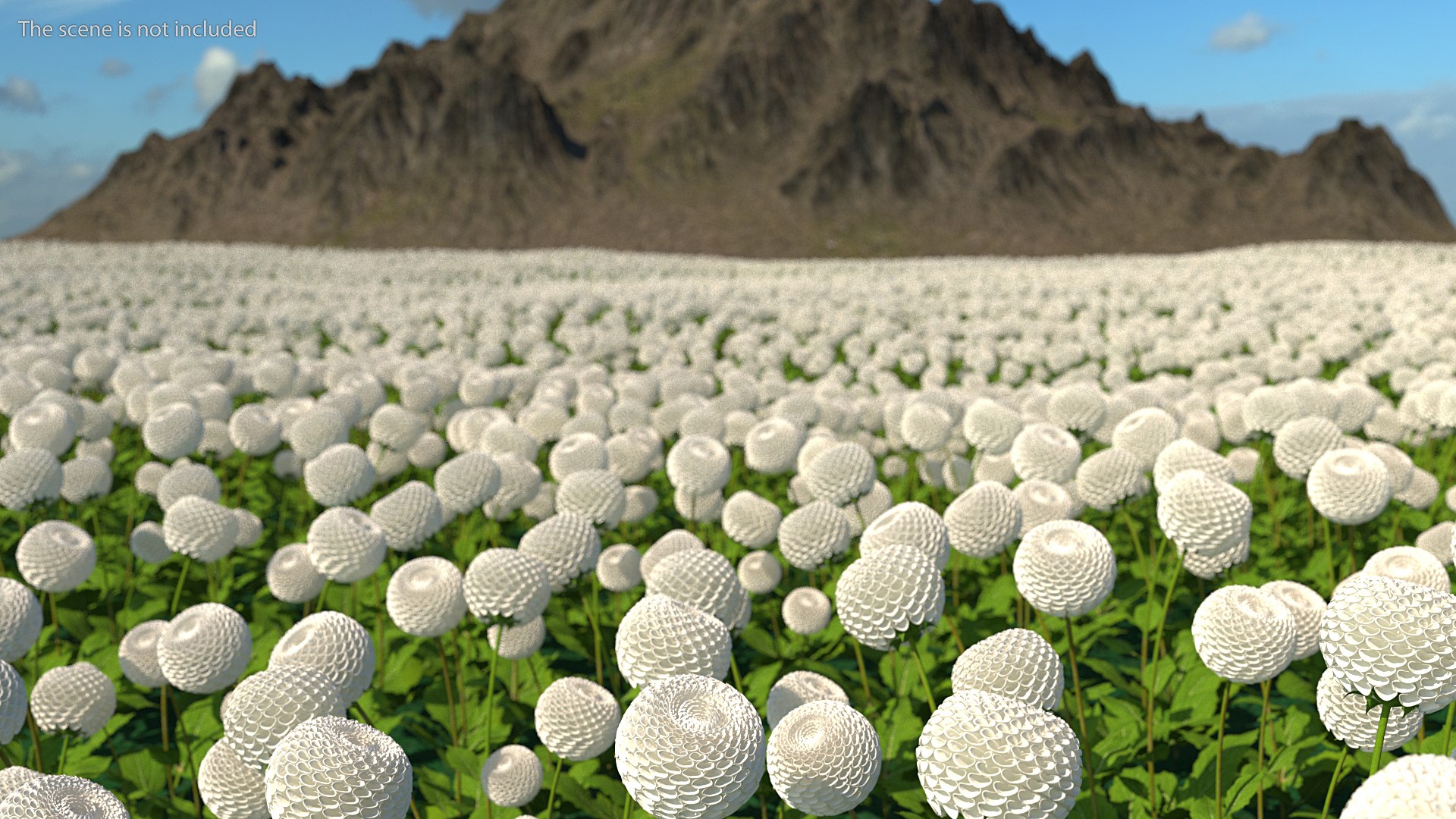 dahlia franz kafka pompon 3D https://p.turbosquid.com/ts-thumb/NG/n4SMFe/DZFvXZvP/dahliafranzkafkapomponwhite3dmodel003/jpg/1597723349/1920x1080/fit_q87/1e1177ddd4d92115cf80d09e66c21e43b5ede51b/dahliafranzkafkapomponwhite3dmodel003.jpg