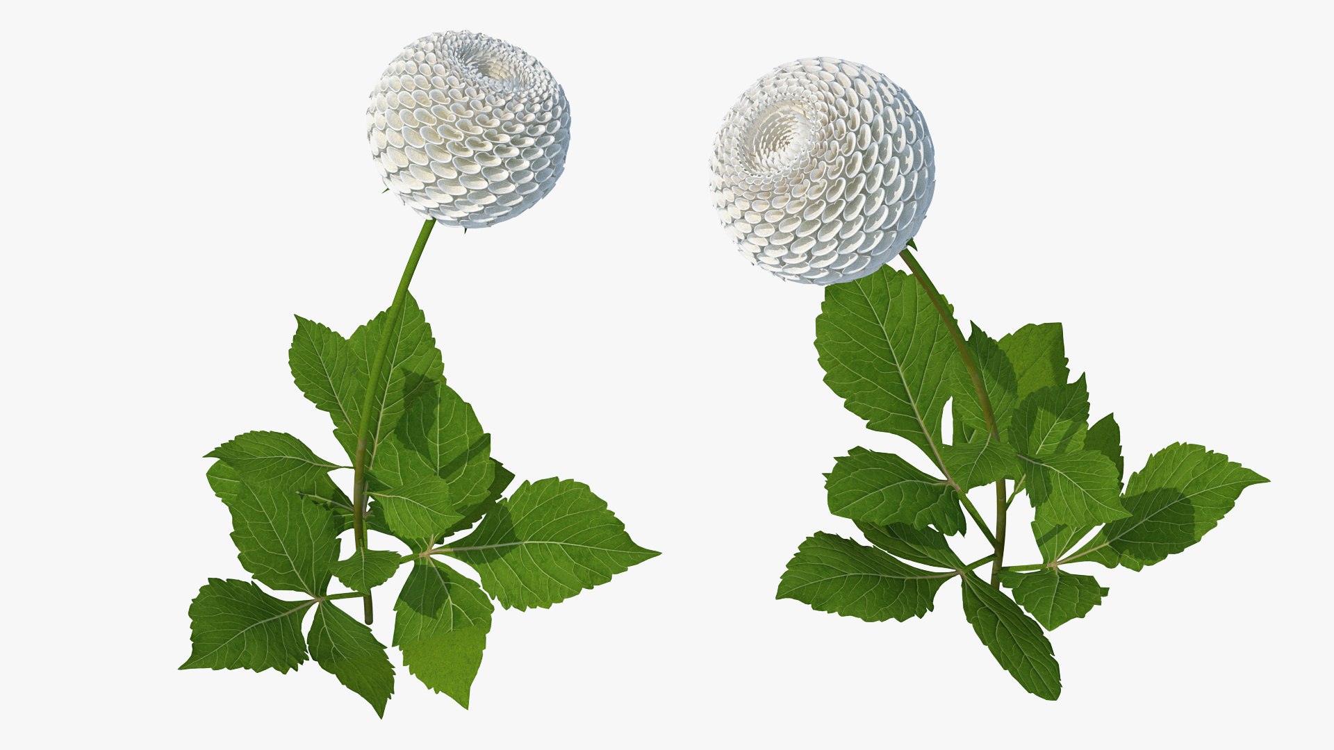 dahlia franz kafka pompon 3D https://p.turbosquid.com/ts-thumb/NG/n4SMFe/H0uR0Z7j/dahliafranzkafkapomponwhite3dmodel004/jpg/1597723359/1920x1080/fit_q87/ffd5443a9f0bdaeb2cf998d0e5bda1b1f3591f58/dahliafranzkafkapomponwhite3dmodel004.jpg