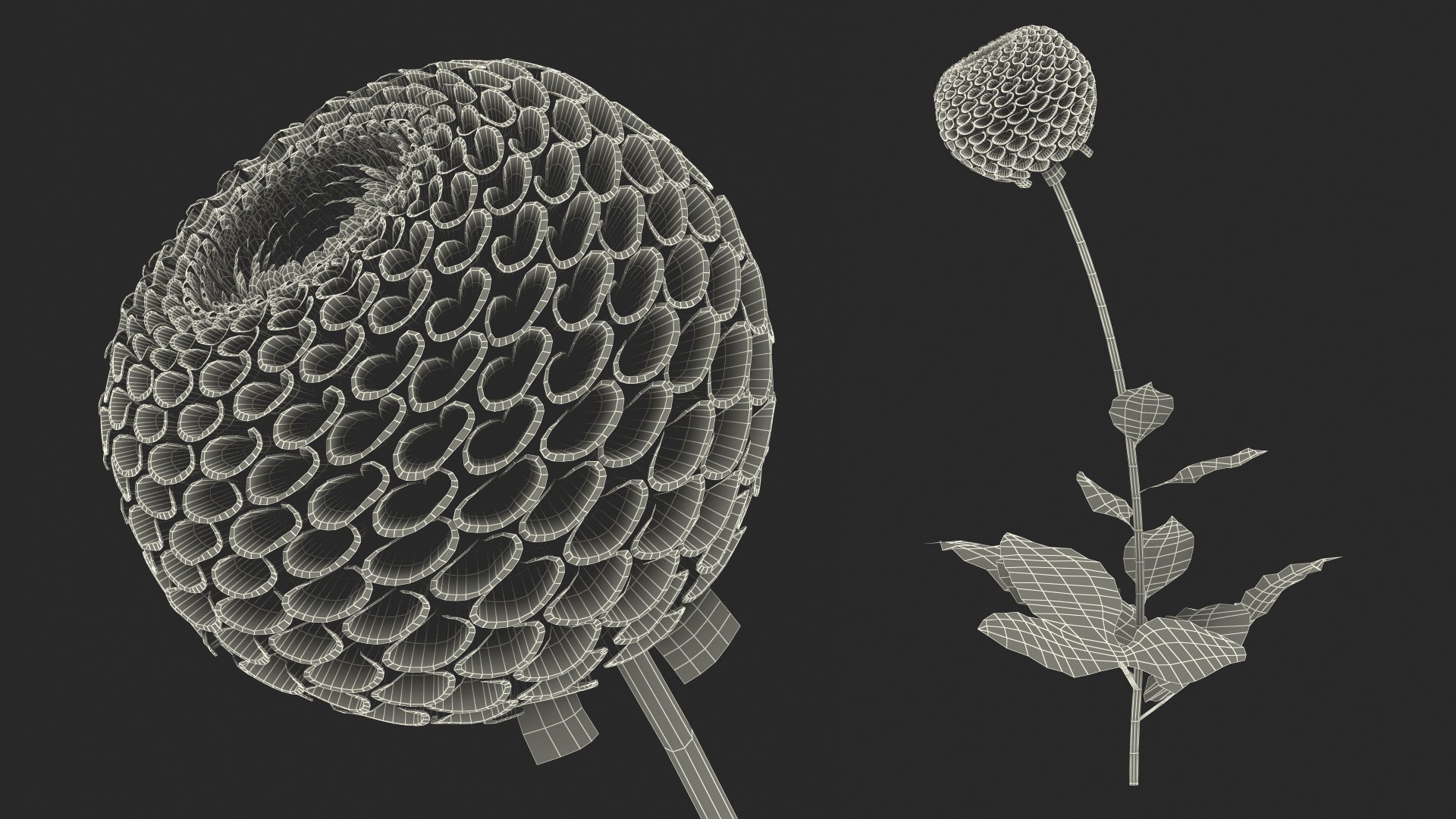 dahlia franz kafka pompon 3D https://p.turbosquid.com/ts-thumb/NG/n4SMFe/UguwRsFg/dahliafranzkafkapomponwhite3dmodel021/jpg/1597723538/1920x1080/fit_q87/e8c55a64fe362852ff6dc3248ef0c094529bd1df/dahliafranzkafkapomponwhite3dmodel021.jpg