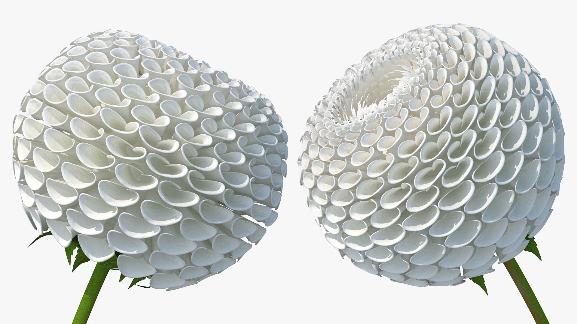 dahlia franz kafka pompon 3D https://p.turbosquid.com/ts-thumb/NG/n4SMFe/W44qz40x/dahliafranzkafkapomponwhite3dmodel006/jpg/1597723380/1920x1080/fit_q87/b66e8dd58a85b4e5c25ebdf9c5846ac4b365dcae/dahliafranzkafkapomponwhite3dmodel006.jpg