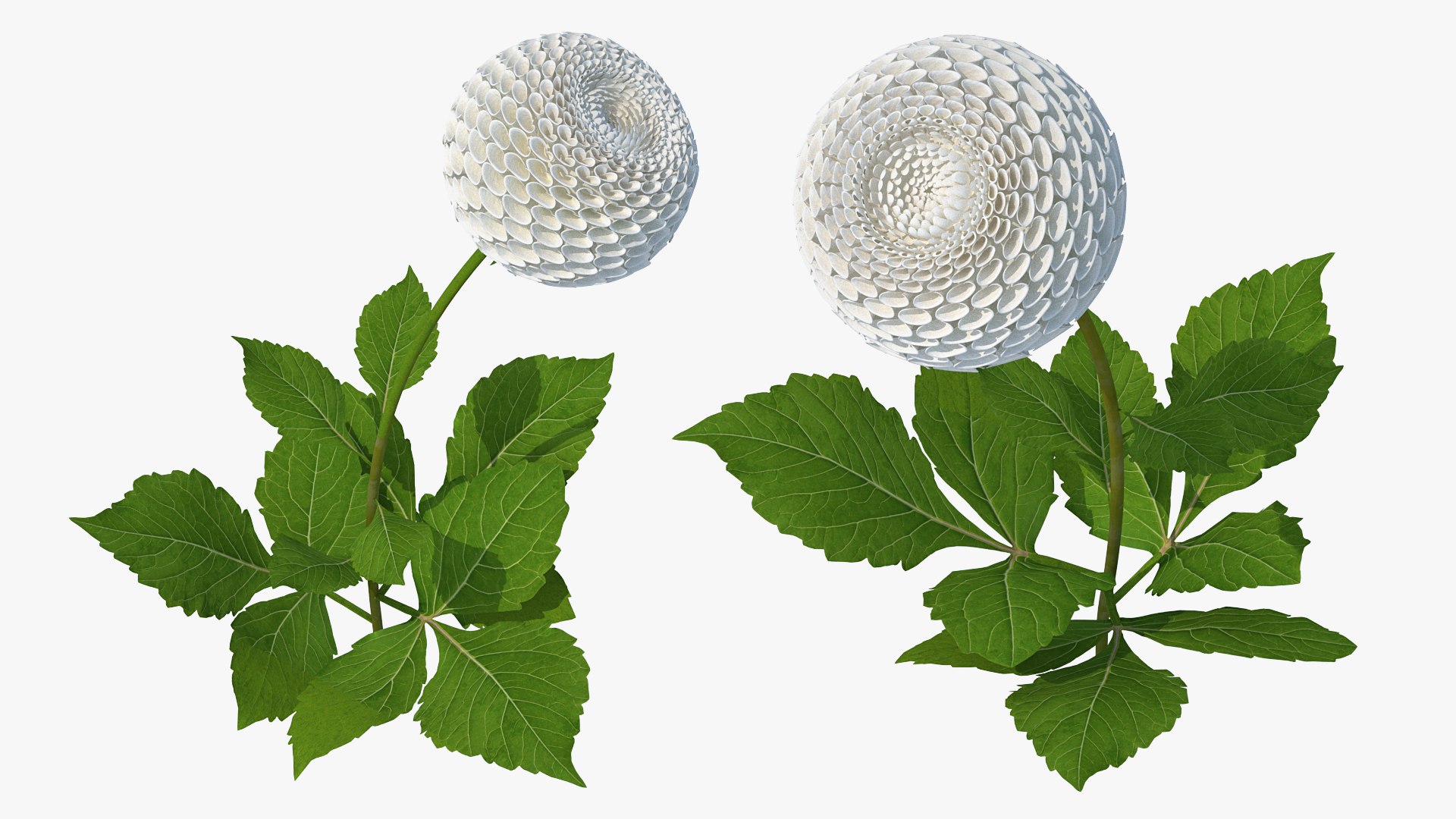 dahlia franz kafka pompon 3D https://p.turbosquid.com/ts-thumb/NG/n4SMFe/ewNeMLOI/dahliafranzkafkapomponwhite3dmodel005/jpg/1597723370/1920x1080/fit_q87/3324a13b53a4a295927c0f010a6bdd5f2bf9fefd/dahliafranzkafkapomponwhite3dmodel005.jpg