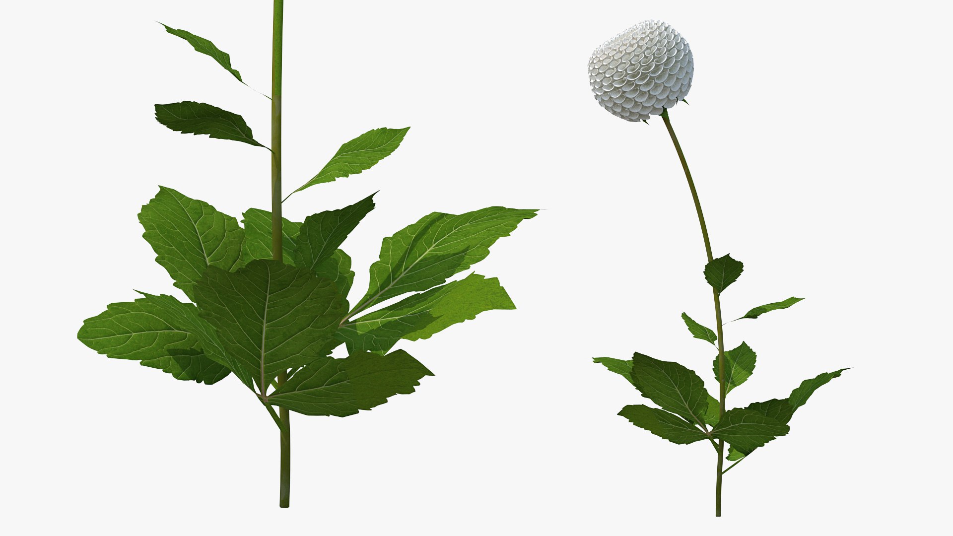 dahlia franz kafka pompon 3D https://p.turbosquid.com/ts-thumb/NG/n4SMFe/gF3vQ53M/dahliafranzkafkapomponwhite3dmodel009/jpg/1597723411/1920x1080/fit_q87/94b4a63da39e9b913ce45e330ea1a6c560a3ea74/dahliafranzkafkapomponwhite3dmodel009.jpg