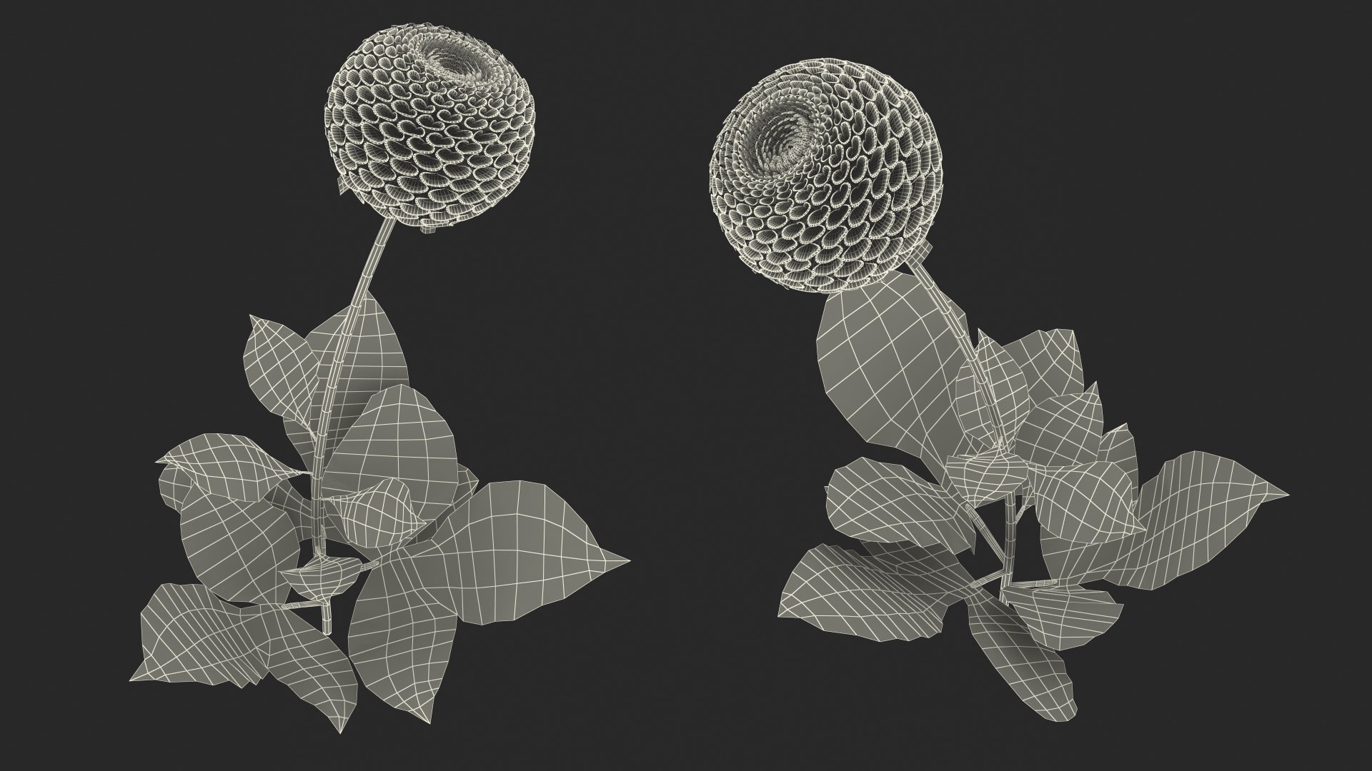 dahlia franz kafka pompon 3D https://p.turbosquid.com/ts-thumb/NG/n4SMFe/hnyYiES2/dahliafranzkafkapomponwhite3dmodel020/jpg/1597723527/1920x1080/fit_q87/aaeda8dcc75110ab8df0cc24b286d7cd0a405ed8/dahliafranzkafkapomponwhite3dmodel020.jpg