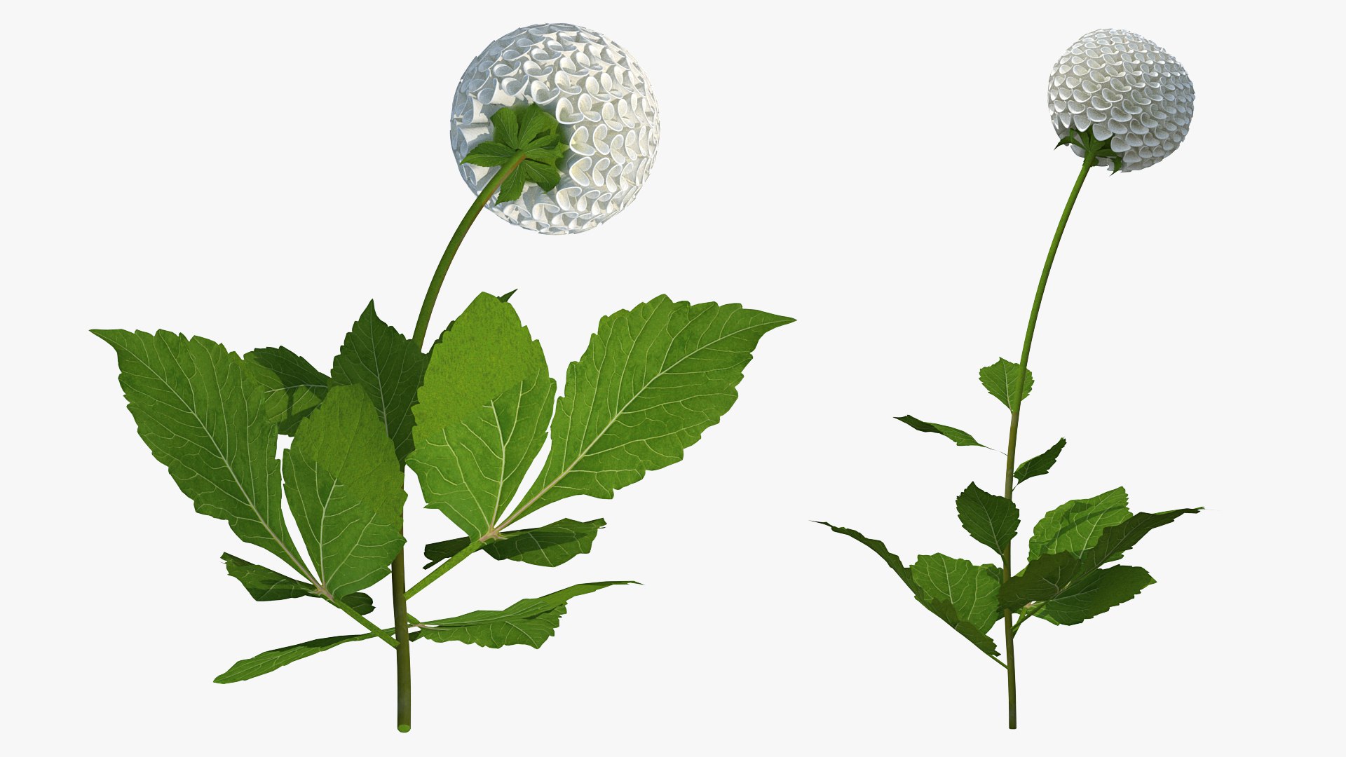Dahlia Franz Kafka Pompon White 3D model preview