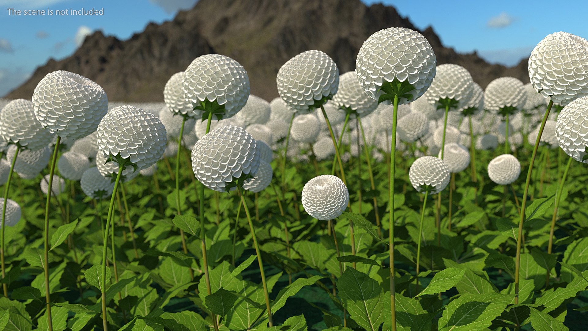 dahlia franz kafka pompon 3D https://p.turbosquid.com/ts-thumb/NG/n4SMFe/n9HBhZzJ/dahliafranzkafkapomponwhite3dmodel002/jpg/1597723338/1920x1080/fit_q87/92eada730bc7a4306152f11f50520963fb48814b/dahliafranzkafkapomponwhite3dmodel002.jpg