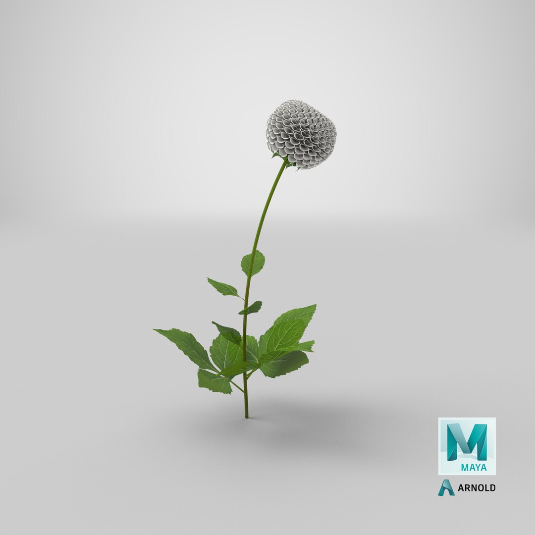 dahlia franz kafka pompon 3D https://p.turbosquid.com/ts-thumb/NG/n4SMFe/sB/stemcell_maya_arnold_render/png/1632467354/1920x1080/fit_q87/d07aabb3f2e42052b8a683a6f0effb71eb4b12c7/stemcell_maya_arnold_render.jpg