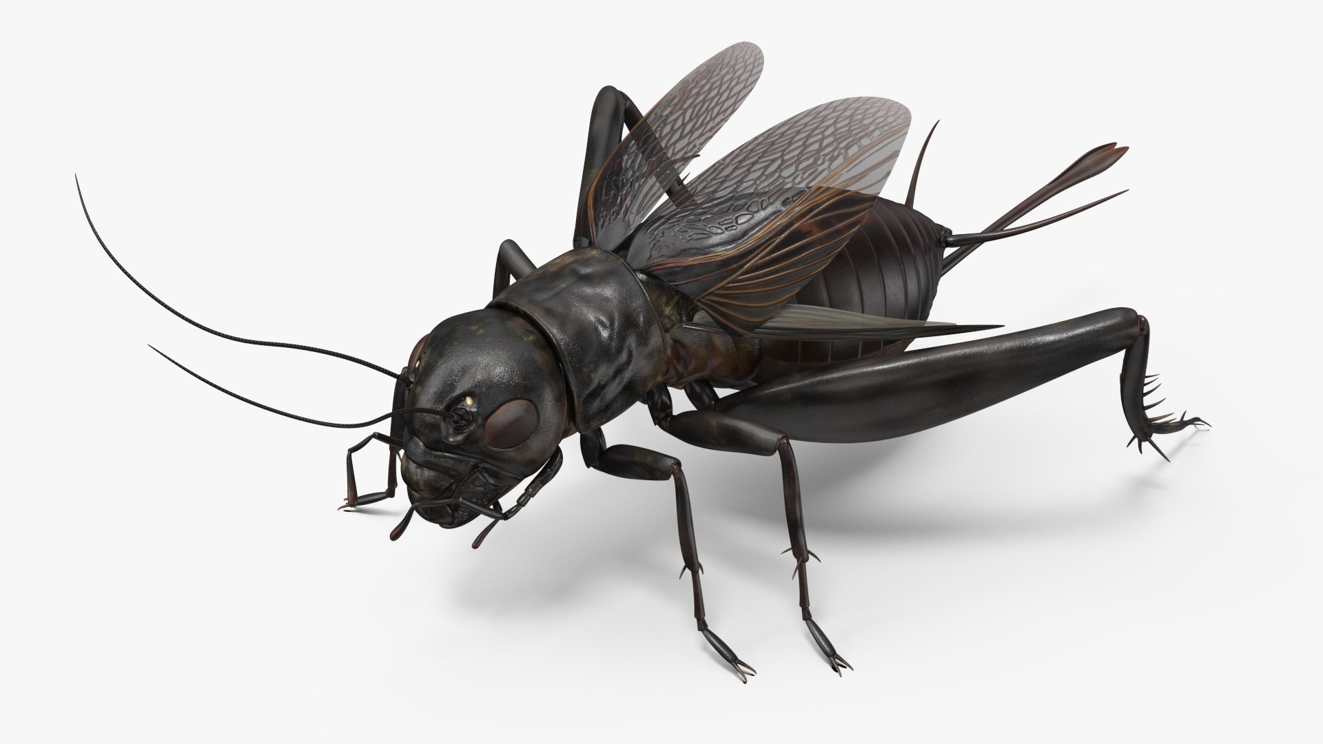 Field Cricket Rigged 3D model preview