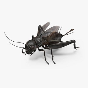 3D Field Cricket Rigged