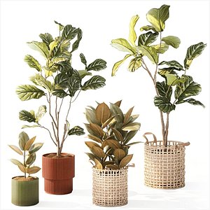 3D model Small trees white modern potted baskets Ficus lyrata new