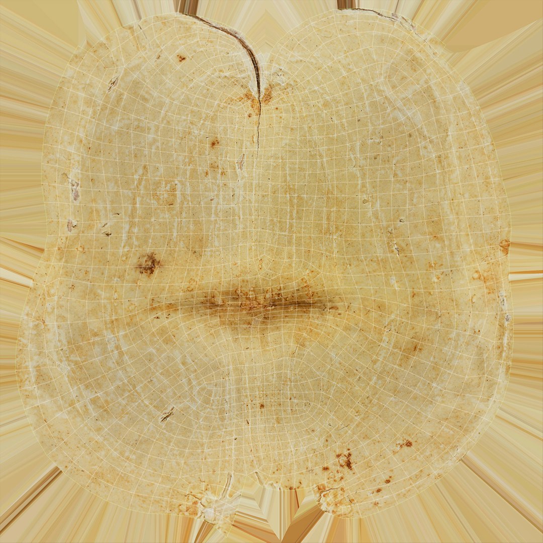 Peanut Shell Collection 2 3D model https://p.turbosquid.com/ts-thumb/NG/w1RYVz/HK/peanutshell_4_d0004/jpg/1663502577/1920x1080/fit_q87/05618d8250c187c9c7a9f5c8c4b4026086f2bb81/peanutshell_4_d0004.jpg