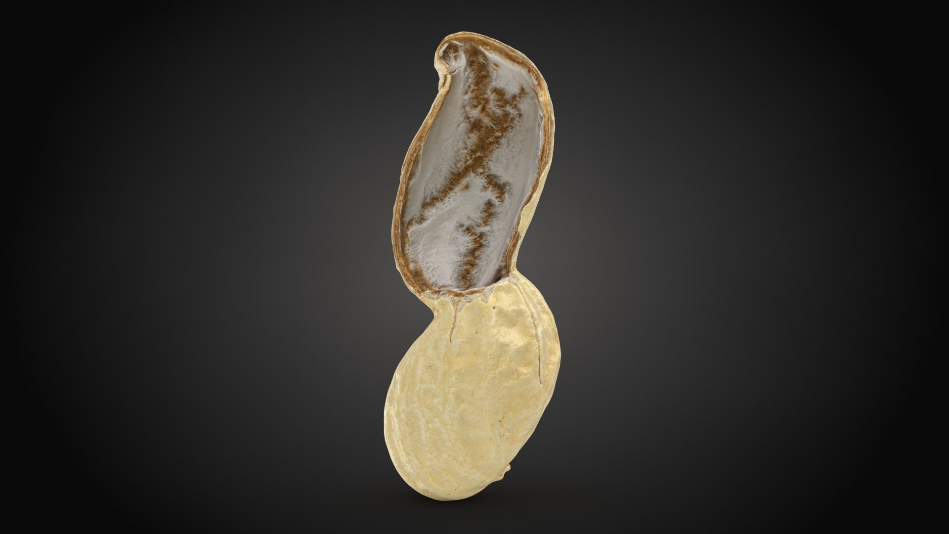 Peanut Shell Collection 2 3D model https://p.turbosquid.com/ts-thumb/NG/w1RYVz/j2/peanutshellcut_1_a0001/jpg/1663222516/1920x1080/fit_q87/3b7022a3281f783bac5b7345e354f1bc21526dbd/peanutshellcut_1_a0001.jpg