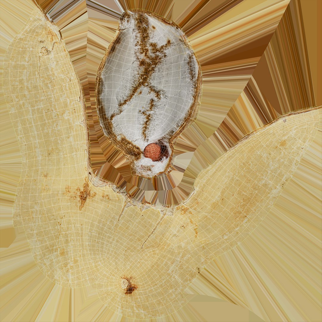 Peanut Shell Collection 2 3D model https://p.turbosquid.com/ts-thumb/NG/w1RYVz/w3/peanutshellcut_1_d0004/jpg/1663222556/1920x1080/fit_q87/b632fe3ef710eeb2ed56c9fed66f81858034dacf/peanutshellcut_1_d0004.jpg