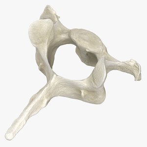 Domestic Cat Cervical Vertebrae C7 3D model