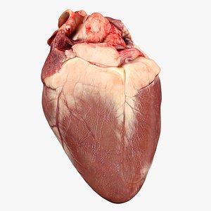 Human Heart SketchUp Models for Download | TurboSquid Human Heart SketchUp Models for Download | TurboSquid