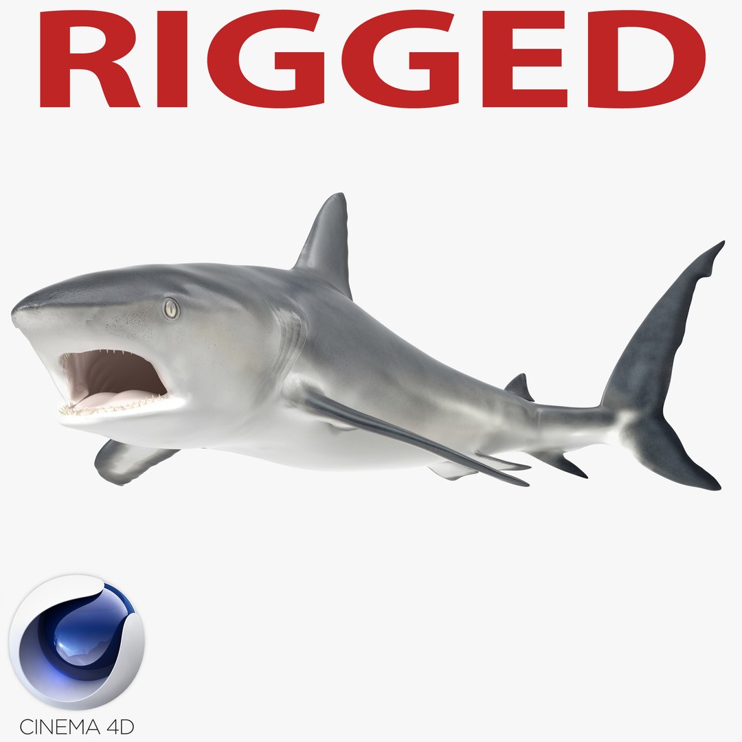Caribbean Reef Shark Rigged for Cinema 4D 3D Model 3D model preview