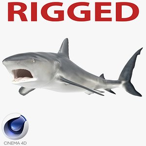 3d model caribbean reef shark rigged