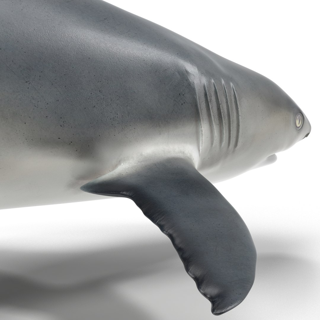 3d model caribbean reef shark rigged