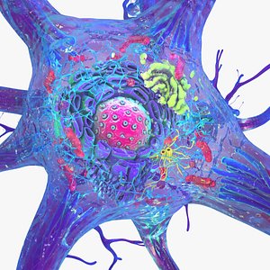 Neuron Cell