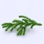 Christmas Fir Branch 2