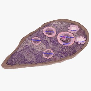 ovary cross section