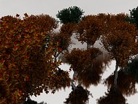 (20) D2.C1.32 Maple Trees-Arboles de Maple
